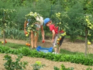 La cueillette des tomates avec Mamy